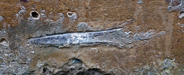 Belemnite on view in Banbury town geological walk